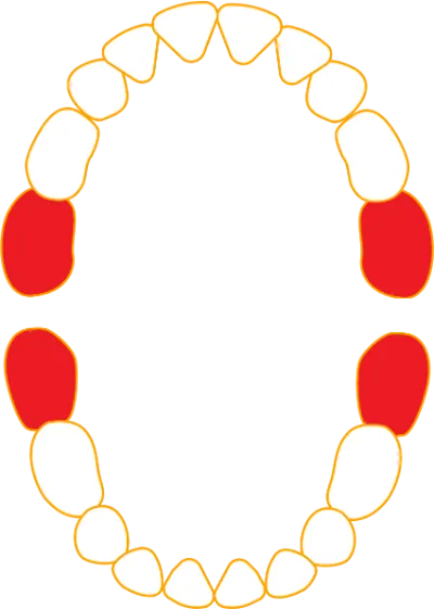 The second set of back teeth called the second molars