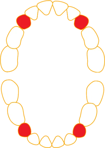 The teeth between the molars and incisors called canines 