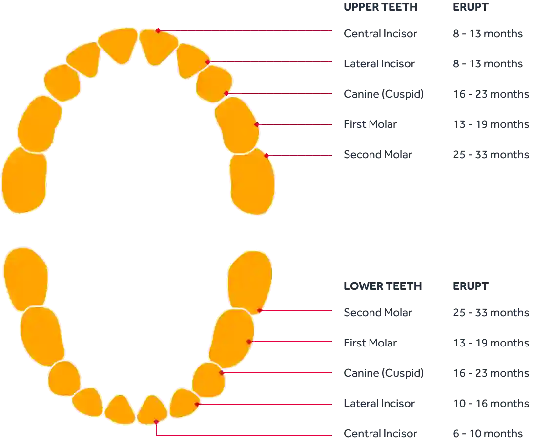 The teething process